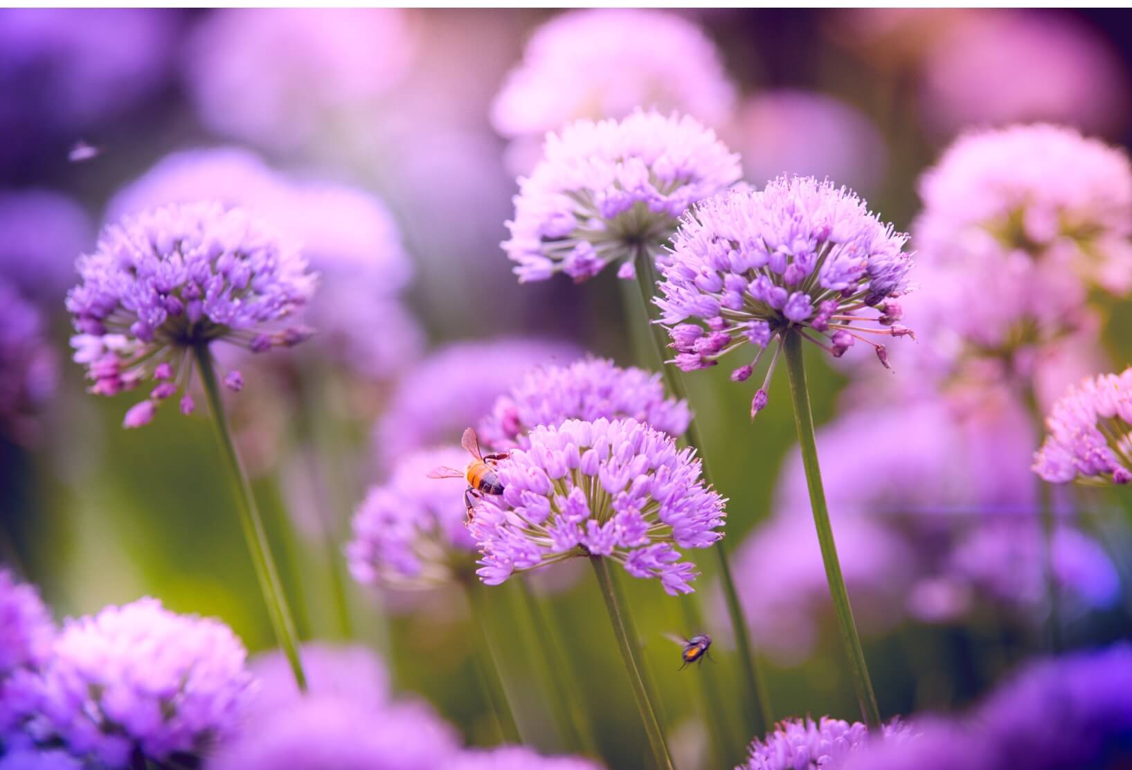 natuurlijk-loes-druk-in-mijn-hoofd-stress