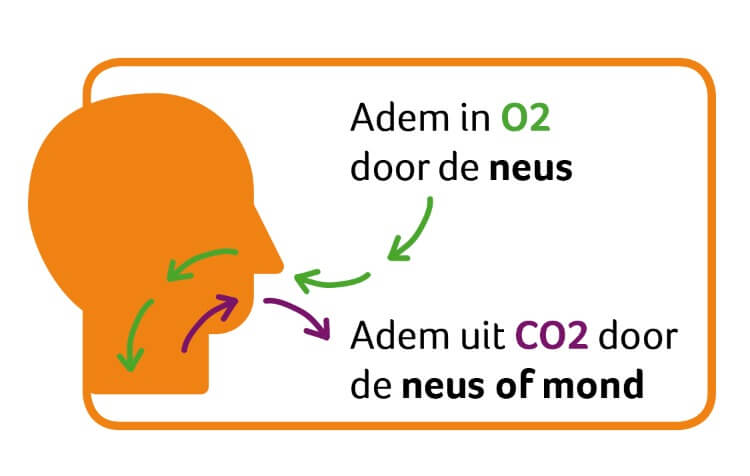 natuurlijk loes - lucht inademen en koolzuurgas uitademen