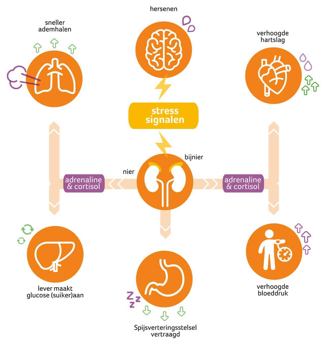 natuurlijk loes - invloed van cortisol en adrenaline